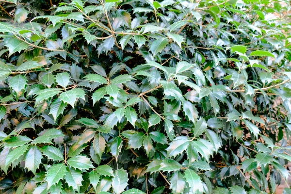 Eine Stechpalme Mit Grünen Blättern Hochwertiges Foto — Stockfoto