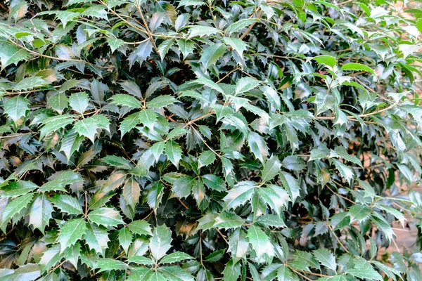 Eine Stechpalme Mit Grünen Blättern Hochwertiges Foto — Stockfoto