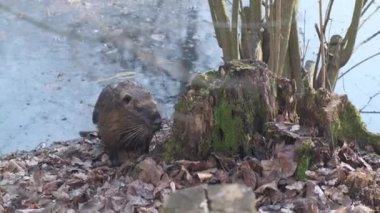 Nutria coypu kunduzu Modena, İtalya 'da