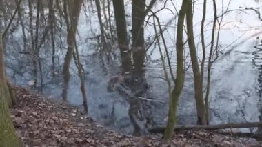 Nutria coypu kunduzu Modena, İtalya 'da