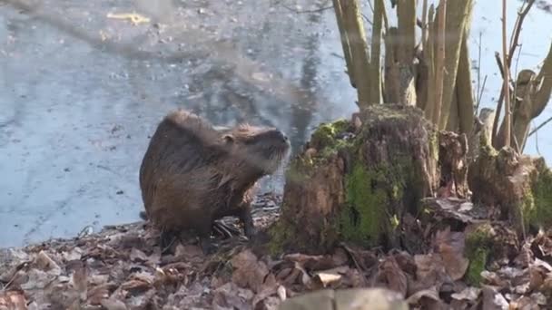 Nutria Coypu Bever Vijver Modena Italië — Stockvideo