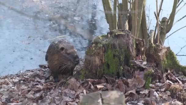 Nutria Coypu Beaver Pond Modena Italy — стокове відео
