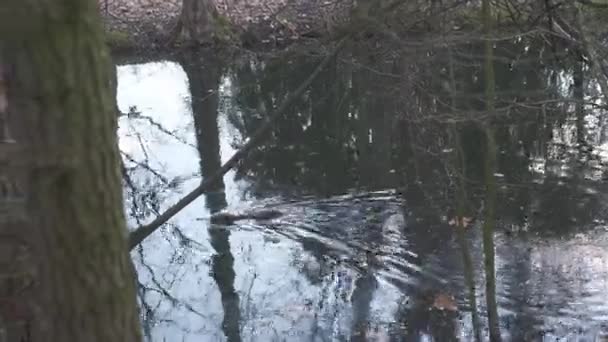 Nutria Coypu Castoro Stagno Modena Italia — Video Stock