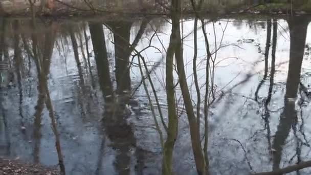 Nutria Coypu Behbed Pond Modena Italy — стоковое видео