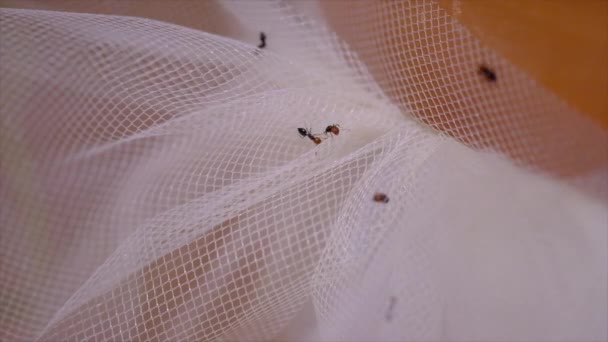 Crematogaster Scutellaris Roter Kopf Ameisen Auf Weißem Tuch Hochzeitsschleier — Stockvideo