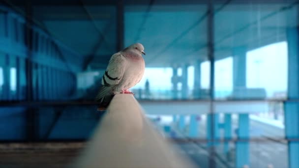 Talya Palermo Korkulukların Üzerinde Duran Bir Güvercin — Stok video