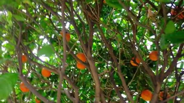 Citrus sinensis árbol lleno de naranjas en Sicilia, Italia — Vídeos de Stock