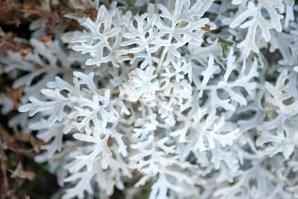 Pianta Giardino Dusty Miller Con Foglie Vellutate Foto Alta Qualità — Foto Stock