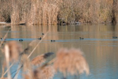 Sığırcıklar Parma, İtalya 'da Cronovilla doğa koruma alanında yüzerler. Yüksek kalite fotoğraf