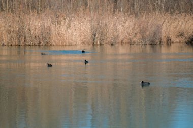 Sığırcıklar Parma, İtalya 'da Cronovilla doğa koruma alanında yüzerler. Yüksek kalite fotoğraf