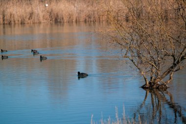 Sığırcıklar Parma, İtalya 'da Cronovilla doğa koruma alanında yüzerler. Yüksek kalite fotoğraf