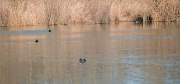 Folaghe Storno Nuotano Nella Riserva Naturale Cronovilla Parma Italia Foto — Foto Stock