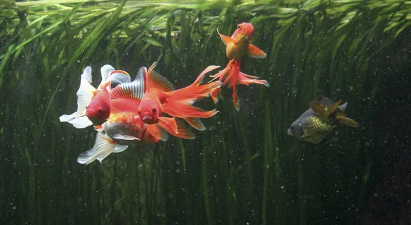 緑に囲まれた水族館での金魚 高品質の写真 — ストック写真