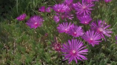 Delosperma Cooperi pembe çiçeğinin yakın görüntüsü