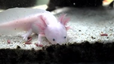 Akvaryumda beslenen beyaz axolotl numunesi
