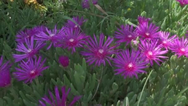 氷の植物のクローズアップ Delosperma Cooperiピンクの花 — ストック動画