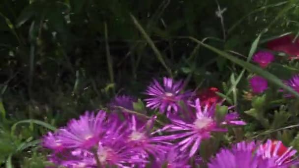 Close View Ice Plant Delosperma Cooperi Pink Flower — Stock Video