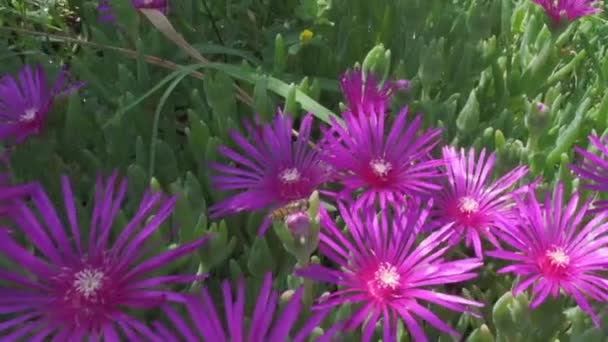 Vista Cerca Una Planta Hielo Delosperma Cooperi Flor Rosa — Vídeos de Stock