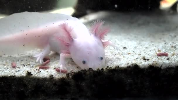 Spécimen Blanc Axolotl Qui Nourrit Dans Aquarium Domestique — Video