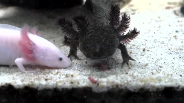 Spesimen Putih Axolotl Yang Makan Akuarium Rumah — Stok Video