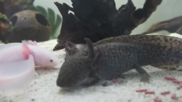 Λευκό Δείγμα Axolotl Που Τρέφεται Στο Ενυδρείο — Αρχείο Βίντεο