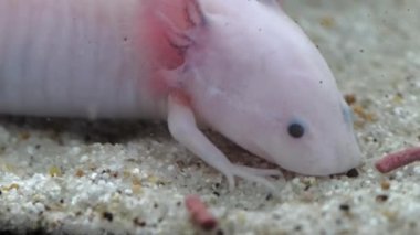 Akvaryumda beslenen beyaz axolotl numunesi