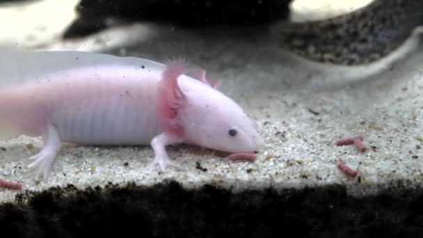 Weißes Exemplar Von Axolotl Das Sich Heimischen Aquarium Ernährt — Stockvideo
