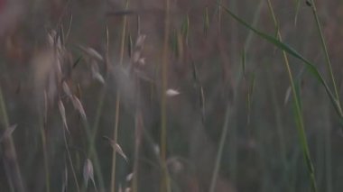 Rengarenk gökyüzü ve çimen ve çivi yapraklarıyla güzel bir gün batımı.