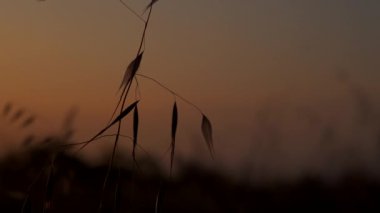 Rengarenk gökyüzü ve çimen ve çivi yapraklarıyla güzel bir gün batımı.