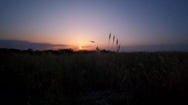 Rengarenk gökyüzü ve çimen ve çivi yapraklarıyla güzel bir gün batımı.