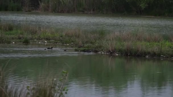 Koet zwemmen op Italiaans moeras meer — Stockvideo