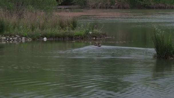イタリアの沼の湖で泳いだり — ストック動画