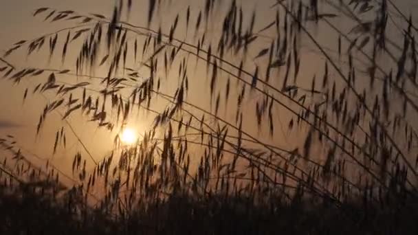 Beautiful Sunset Colorful Sky Blades Grass Spikes — Stock Video