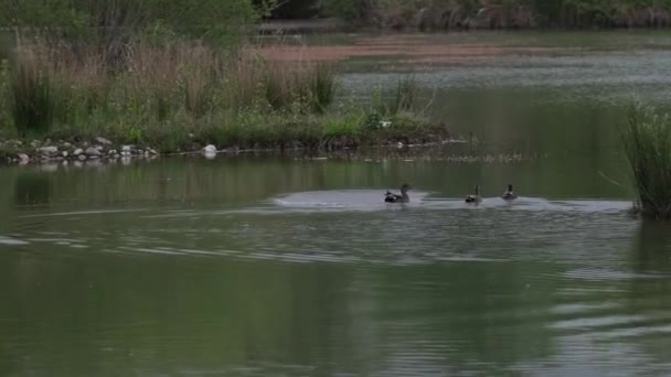 イタリアの沼の湖で泳いだり — ストック動画