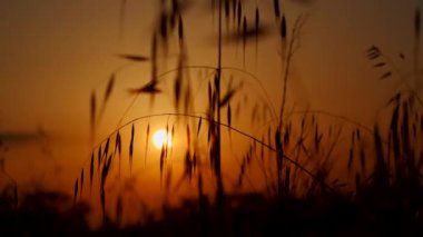 Rengarenk gökyüzü ve çimen ve çivi yapraklarıyla güzel bir gün batımı.