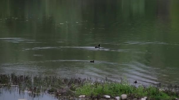 イタリアの沼の湖で泳いだり — ストック動画