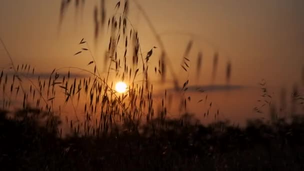 Beautiful Sunset Colorful Sky Blades Grass Spikes — Stock Video