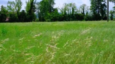 Güzel İtalyan esmer kız fotoğraf stüdyosunda poz veriyor.