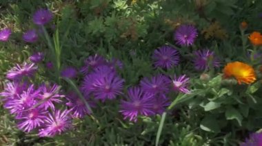 Delosperma Cooperi ve Marigold Calendula Memurları 'nın renkli çiçeklerine yakından bakın.