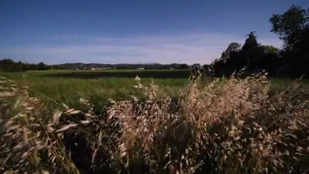 Grass swaying in the wind on a hill in Emilia Romagna, Italy — Stock Video