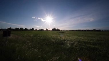 Emilia Romagna, İtalya 'da bir tepede rüzgârda sallanan otlar