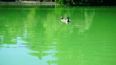 İtalya, Parma 'daki Ducal Park' ta yavaşça yüzen bir kaplumbağa.