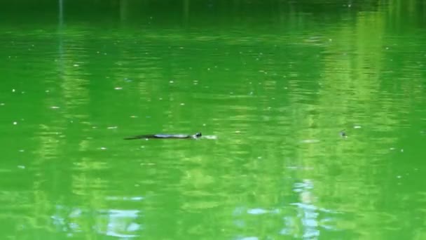 イタリアのパルマにあるデュカルパークでゆっくりと泳ぐカメ — ストック動画