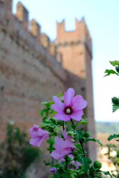 Flores Hollyhocks Rosadas Fondo Del Castillo Gradara Pesaro Urbino Italia —  Fotos de Stock