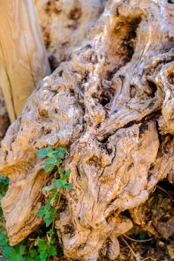Yaşlı bir ağacın buruşuk kökü arasında küçük, vahşi bir bitki. Yüksek kalite fotoğraf