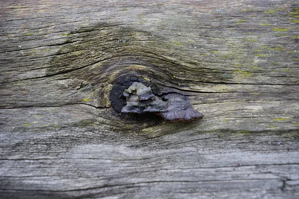 old wooden beam with knots eaten by woodworms. High quality photo