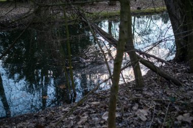 Modena, İtalya 'daki gölette hindiba coypu kunduzu. Yüksek kalite fotoğraf