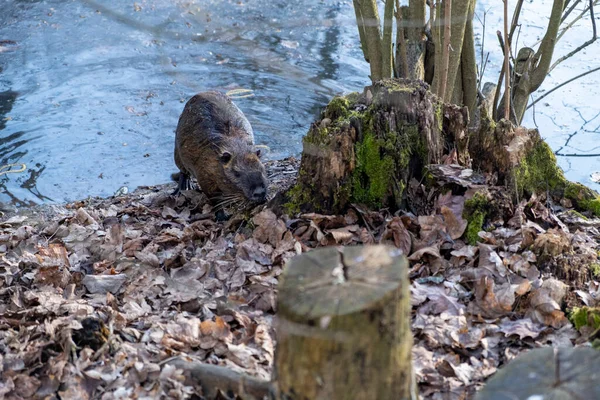 Nutria Coypu Bobra Stawie Modena Włochy Wysokiej Jakości Zdjęcie — Zdjęcie stockowe