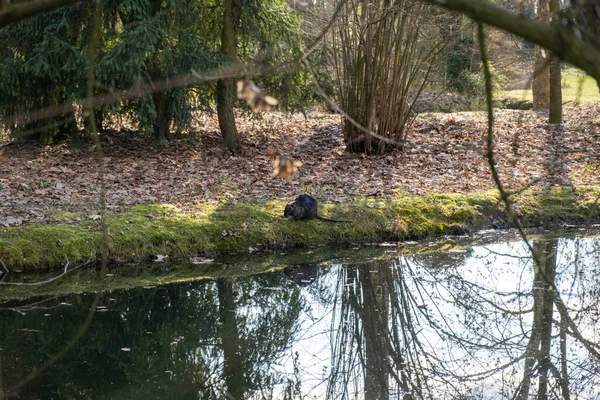 Nutria Coypu Castoro Stagno Modena Italia Foto Alta Qualità — Foto Stock