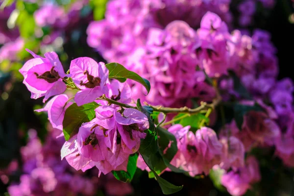 Primer Plano Muchas Flores Vívidas Color Rosa Buganvilla Foto Alta —  Fotos de Stock
